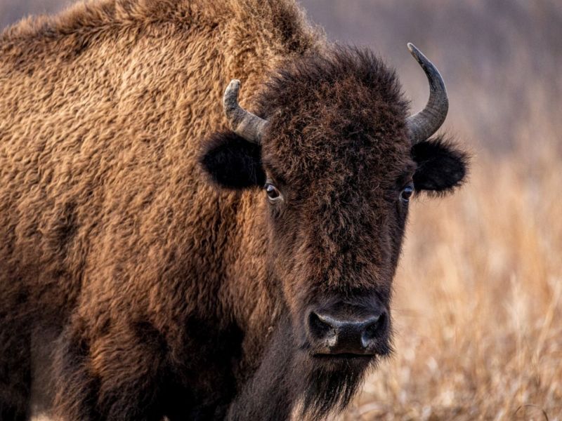 Canadian Bison Association :: Sustainable Agriculture